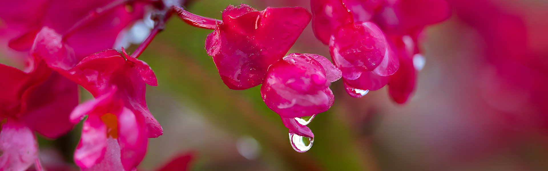 
        <div class='title'>
          angel wing begonia water droplet adj
        </div>
       
        <div class='description'>
          
        </div>
      