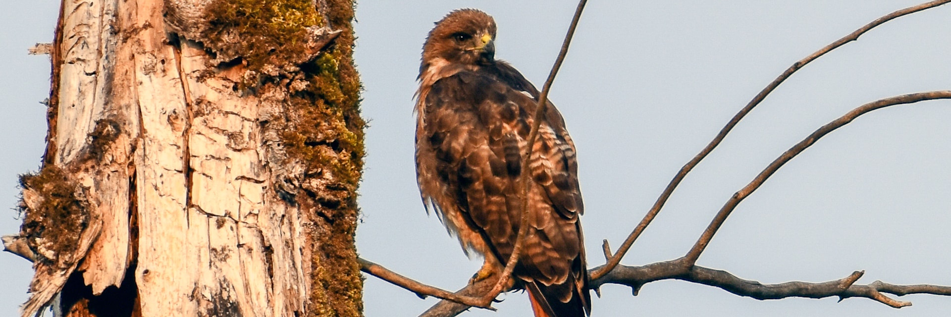 
        <div class='title'>
          RTH 418 0428
        </div>
       
        <div class='description'>
          
        </div>
      