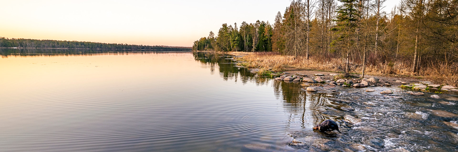 
        <div class='title'>
          Why did the Beaver Cross the River 2BPhotographyMN 2025 94
        </div>
       
        <div class='description'>
          
        </div>
      