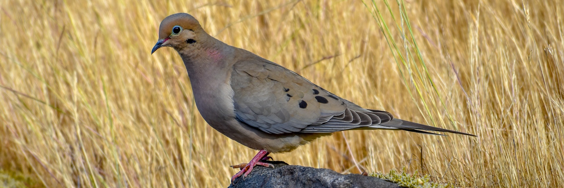 
        <div class='title'>
          418 1498 2
        </div>
       
        <div class='description'>
          
        </div>
      