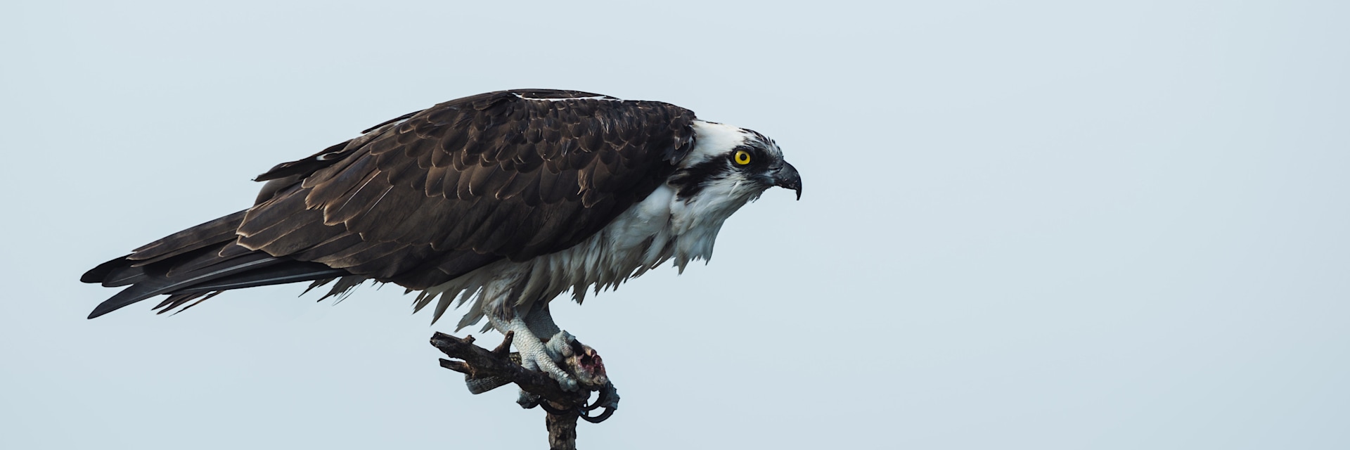 
        <div class='title'>
          birds
        </div>
       
        <div class='description'>
          
        </div>
      