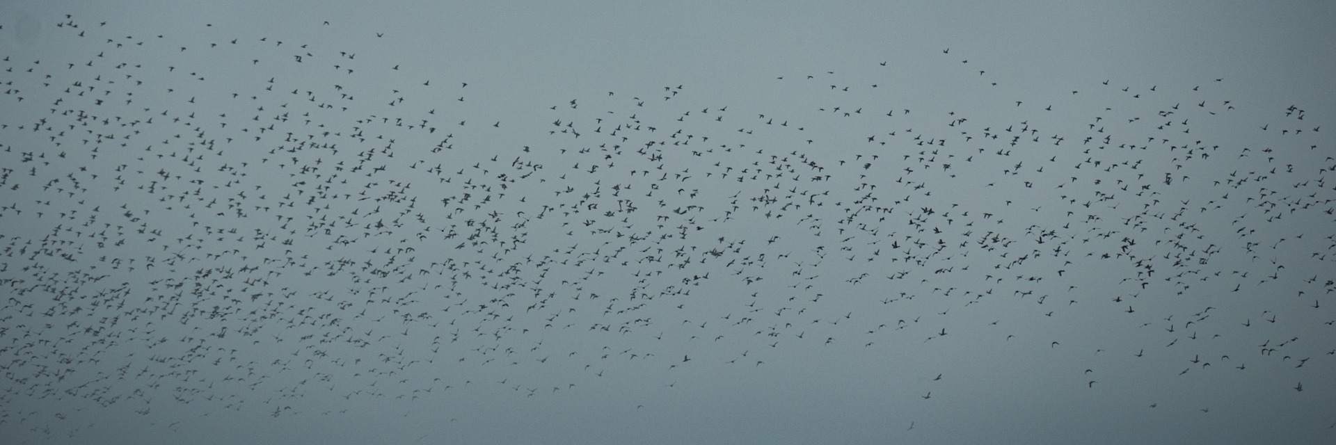 
        <div class='title'>
          The Flock
        </div>
       
        <div class='description'>
          
        </div>
      