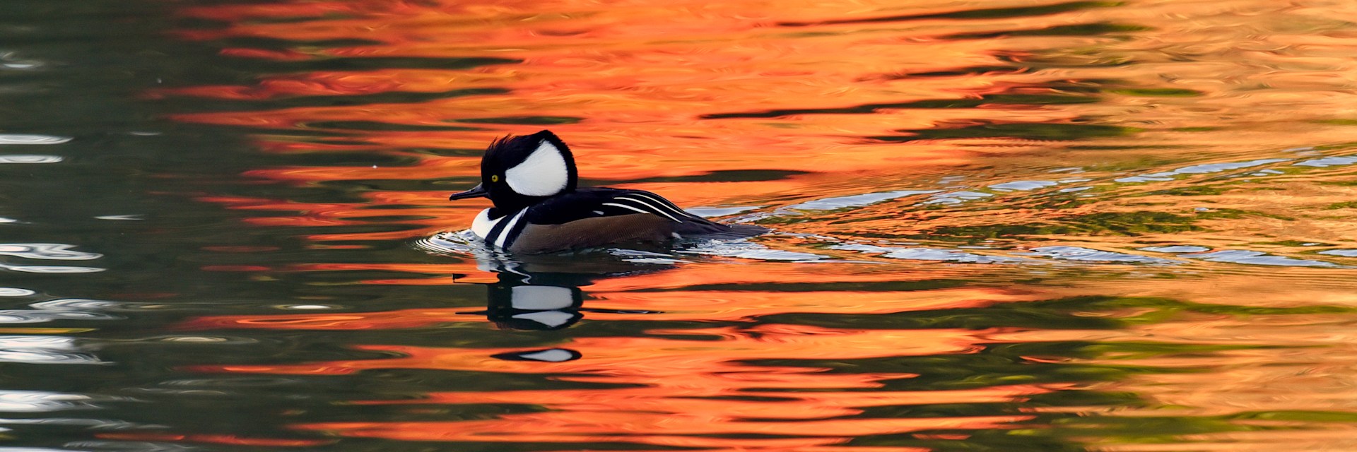 
        <div class='title'>
          Hooded Merganser CR91409 lr
        </div>
       
        <div class='description'>
          
        </div>
      