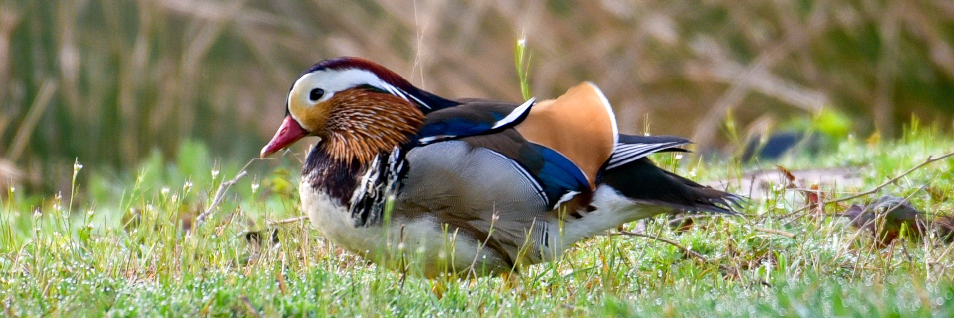 
        <div class='title'>
          Maddarin Duck 2
        </div>
       
        <div class='description'>
          
        </div>
      
