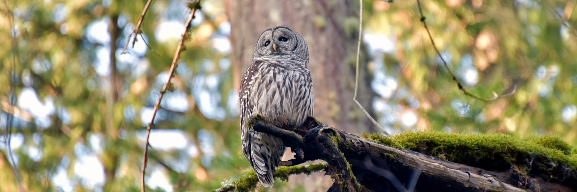 
        <div class='title'>
          Barred Owl CG17897
        </div>
       
        <div class='description'>
          
        </div>
      