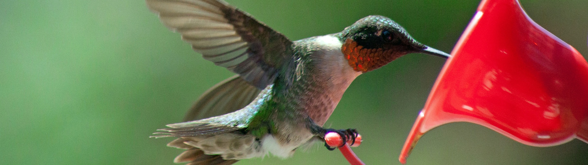 
        <div class='title'>
          Humingbird cropped edited 1
        </div>
       
        <div class='description'>
          
        </div>
      