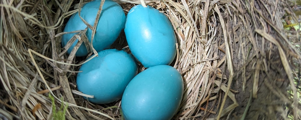 
        <div class='title'>
          Eggs In A Nest 1
        </div>
       
        <div class='description'>
          
        </div>
      