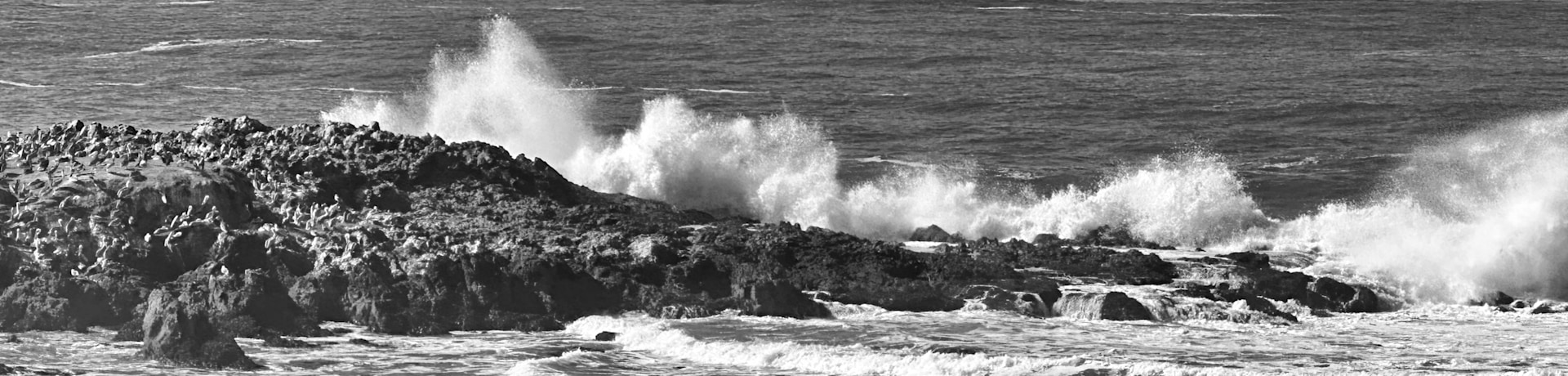 
        <div class='title'>
          Caifornia Waves 2023
        </div>
       
        <div class='description'>
          
        </div>
      