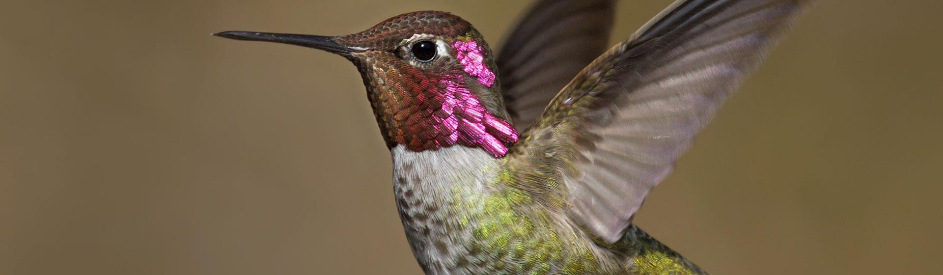 
        <div class='title'>
          Mark Bates Hummingbird Side igafrw
        </div>
       
        <div class='description'>
          
        </div>
      
