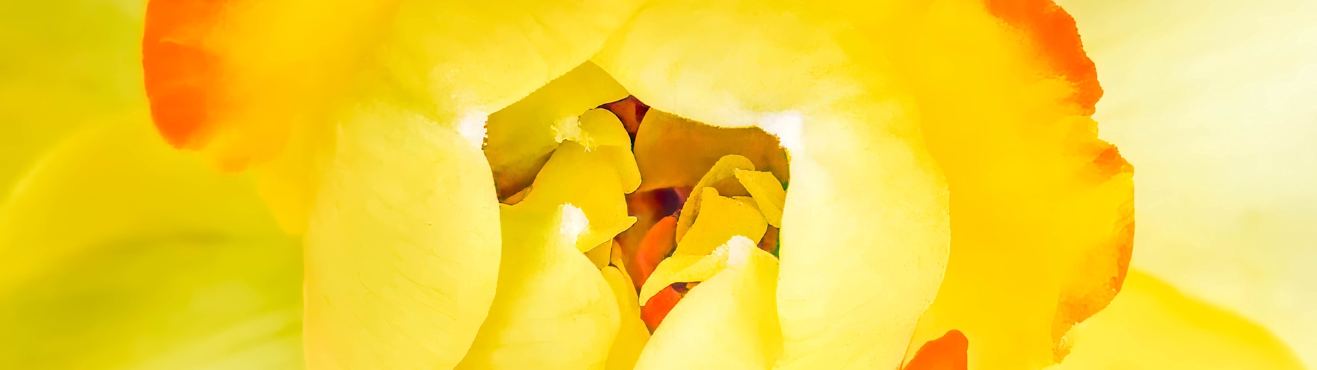 
        <div class='title'>
          The Daffodil ge3aah
        </div>
       
        <div class='description'>
          
        </div>
      