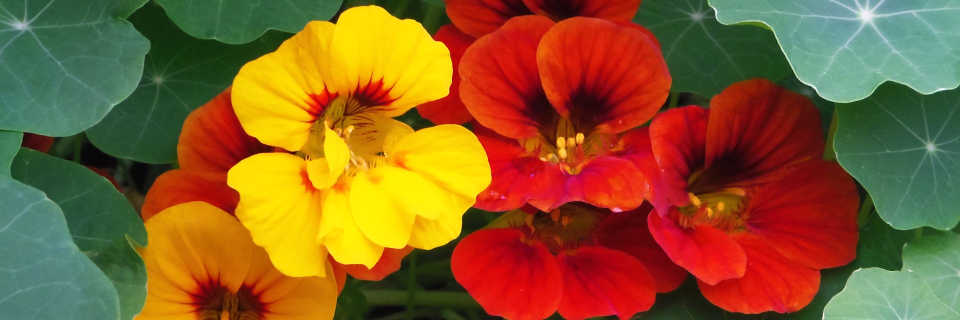 
        <div class='title'>
          nastertiums Red Yellow
        </div>
       
        <div class='description'>
          
        </div>
      