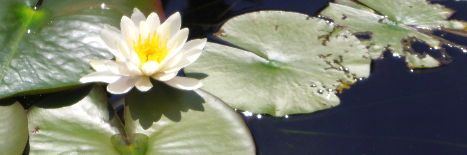 
        <div class='title'>
          waterlily Blue Water
        </div>
       
        <div class='description'>
          
        </div>
      