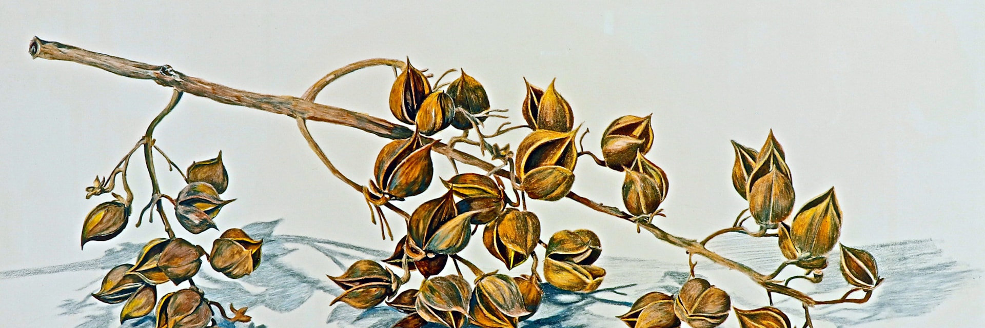 
        <div class='title'>
          Gayle Smoak Royal Paulnovia Branch 25 x 25
        </div>
       
        <div class='description'>
          
        </div>
      