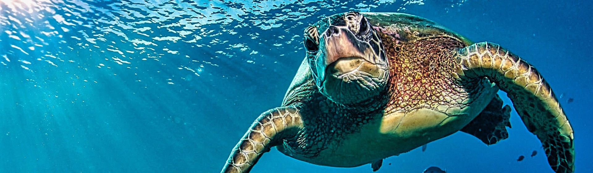 
        <div class='title'>
          turtleswim
        </div>
       
        <div class='description'>
          
        </div>
      