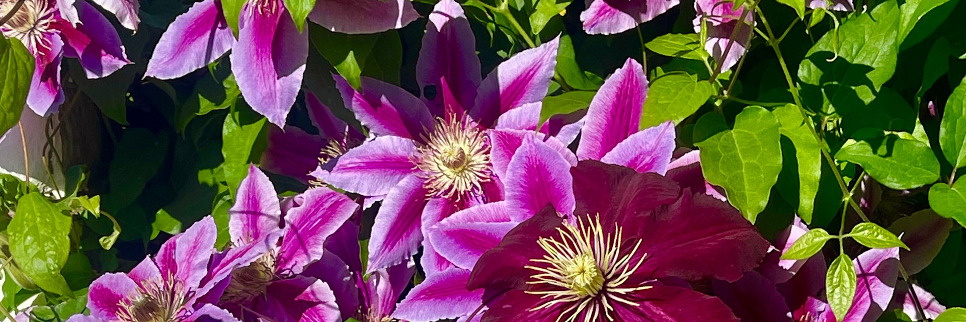 
        <div class='title'>
          pink purple clematis
        </div>
       
        <div class='description'>
          
        </div>
      