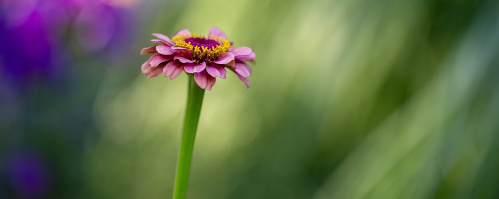 
        <div class='title'>
          Dahlia
        </div>
       
        <div class='description'>
          
        </div>
      