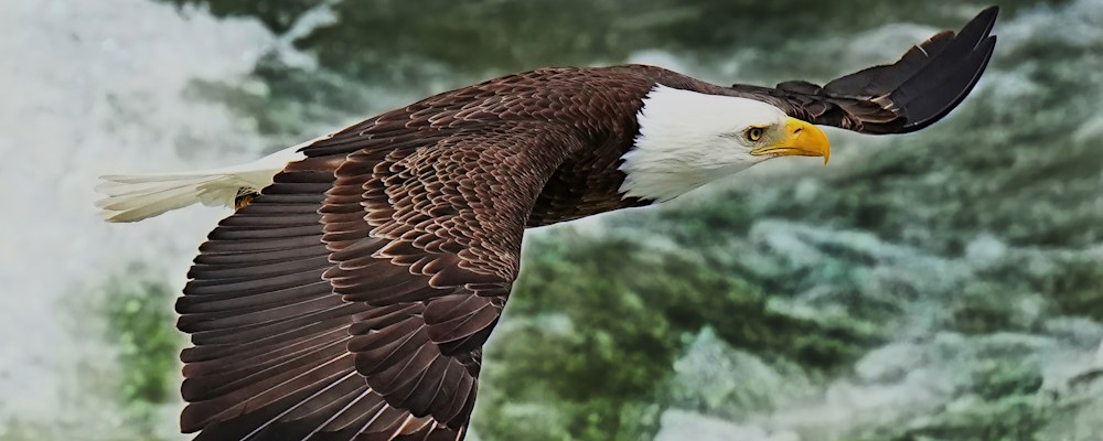 
        <div class='title'>
          TRINITY BALD EAGLE 08914
        </div>
       
        <div class='description'>
          
        </div>
      