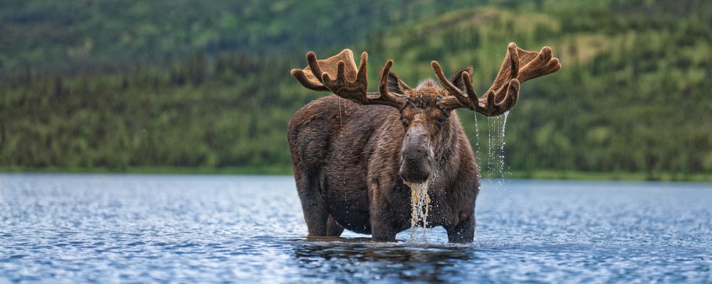 
        <div class='title'>
          MooseinDenaliBillboard
        </div>
       
        <div class='description'>
          
        </div>
      