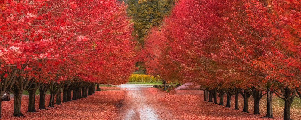 
        <div class='title'>
          Hillsboro  Oregon  Fall  Colors 2 copy znnlt3 igmki7
        </div>
       
        <div class='description'>
          
        </div>
      