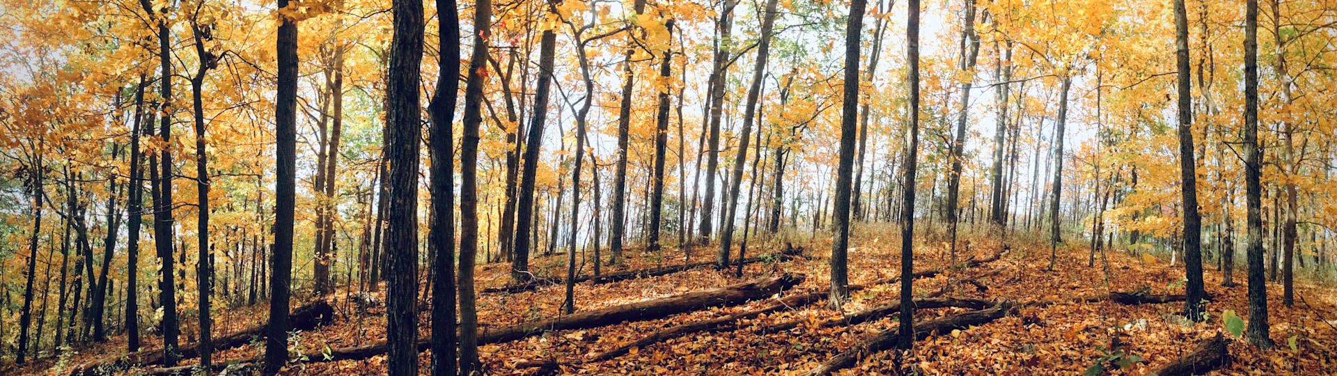 
        <div class='title'>
          Michelle Riley Yellowforestpano iru6qy
        </div>
       
        <div class='description'>
          
        </div>
      