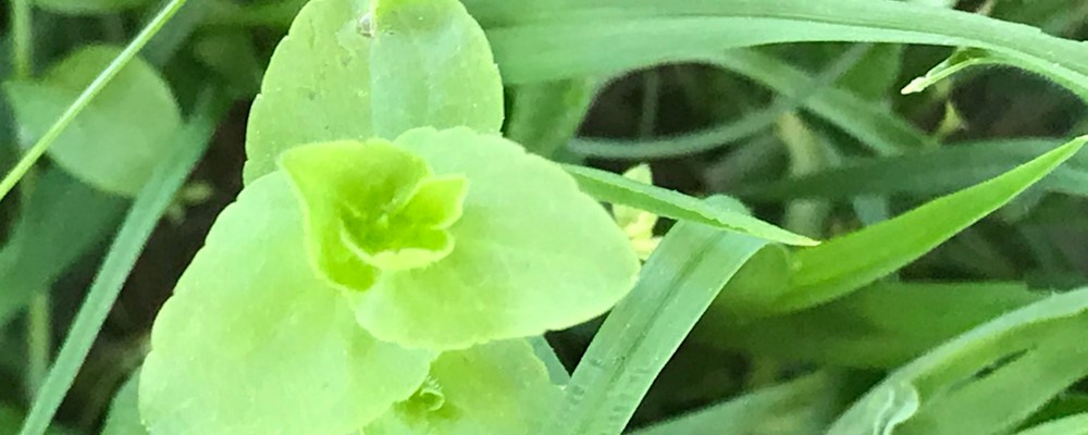 
        <div class='title'>
          green
        </div>
       
        <div class='description'>
          
        </div>
      