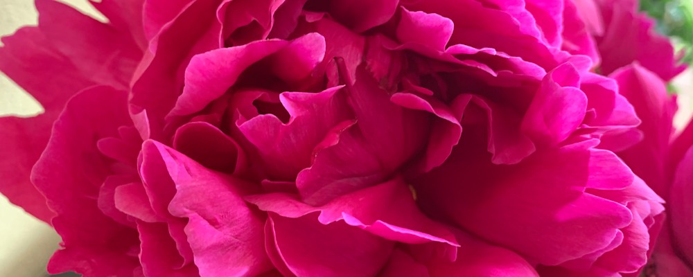 
        <div class='title'>
          Peony 1
        </div>
       
        <div class='description'>
          
        </div>
      