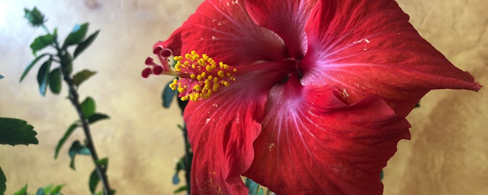 
        <div class='title'>
          Hibiscus 1
        </div>
       
        <div class='description'>
          
        </div>
      