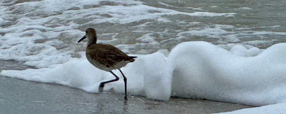 
        <div class='title'>
          Shorebird at the beach
        </div>
       
        <div class='description'>
          
        </div>
      