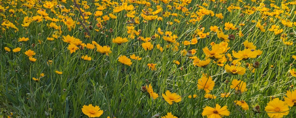
        <div class='title'>
          Coreopsis 1
        </div>
       
        <div class='description'>
          
        </div>
      