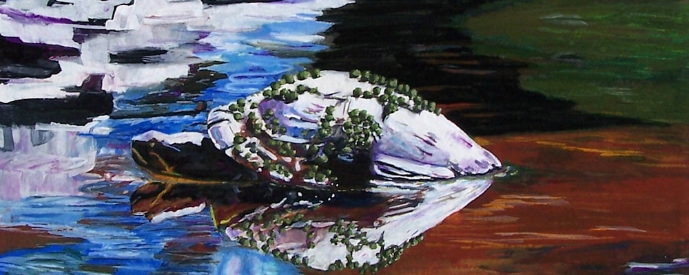 
        <div class='title'>
          Hiltons Turtle
        </div>
       
        <div class='description'>
          
        </div>
      