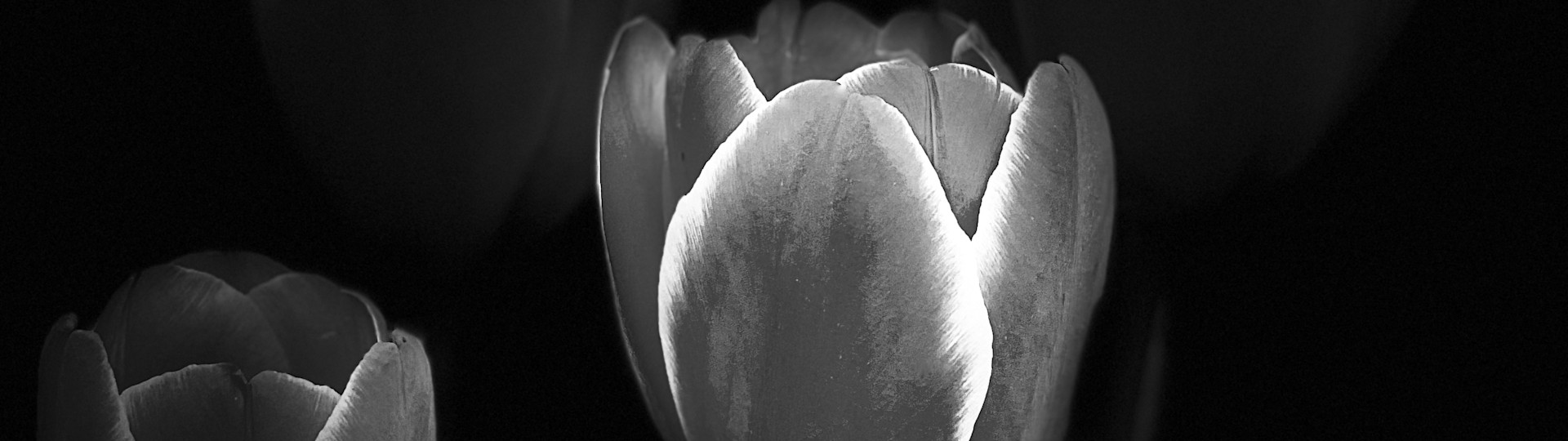
        <div class='title'>
          Tulips
        </div>
       
        <div class='description'>
          
        </div>
      