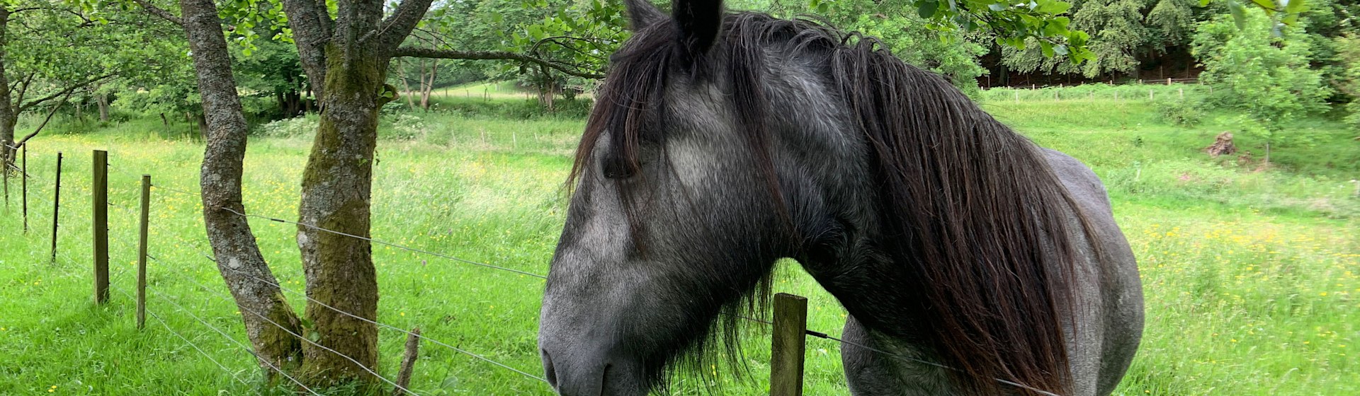 
        <div class='title'>
          Sean McGarry Ireland  103 qaujfk
        </div>
       
        <div class='description'>
          
        </div>
      