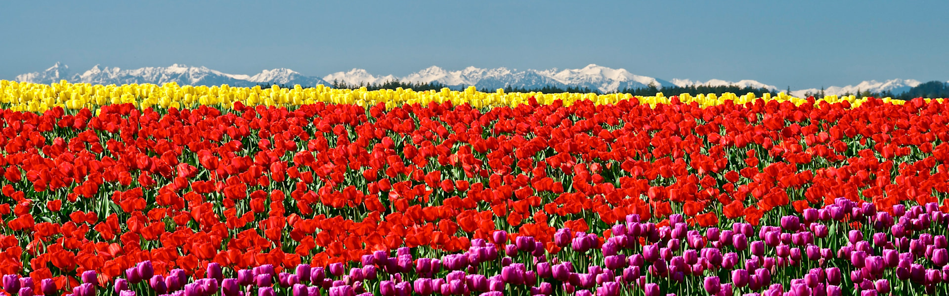 
        <div class='title'>
          Olympic Tulips
        </div>
       
        <div class='description'>
          
        </div>
      