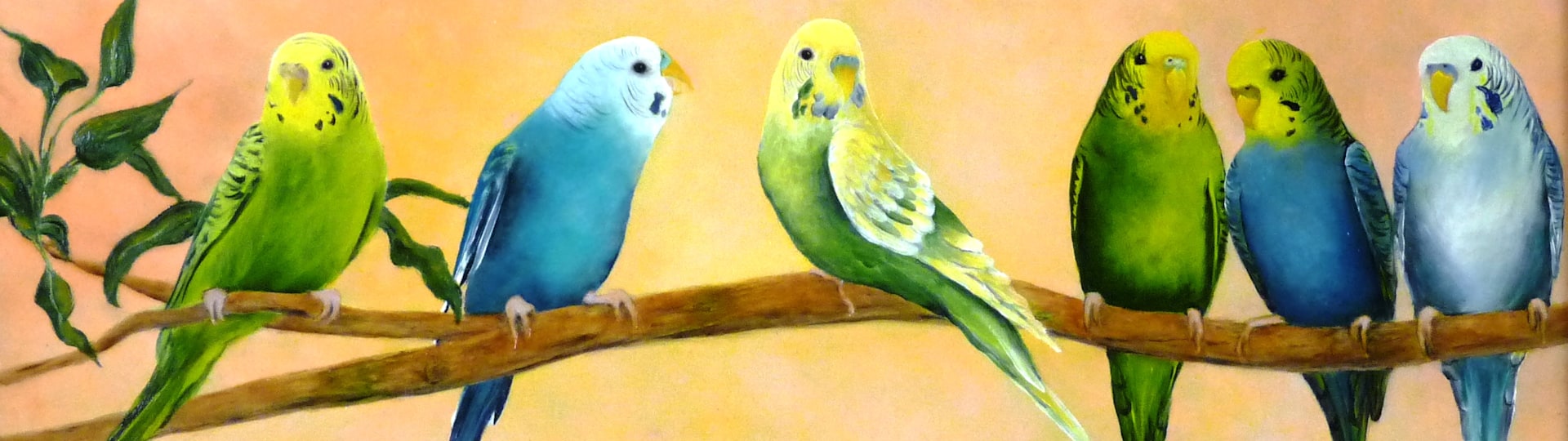 
        <div class='title'>
          Birch Budgies
        </div>
       
        <div class='description'>
          
        </div>
      