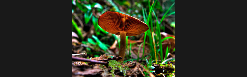 Mushroom ttipsn