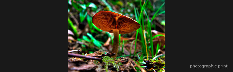 Mushroom  text fqiqjl