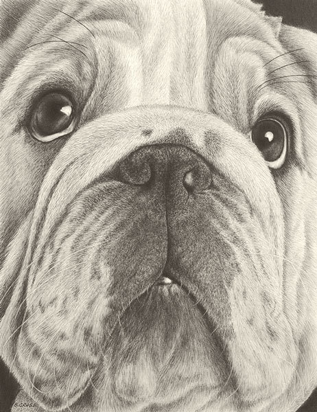Bull dog pu7mgg