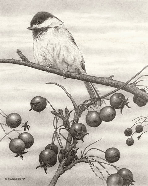 Chickadee fall vppryh
