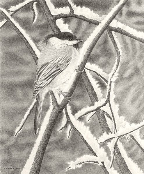 Chickadee winter ejlunk