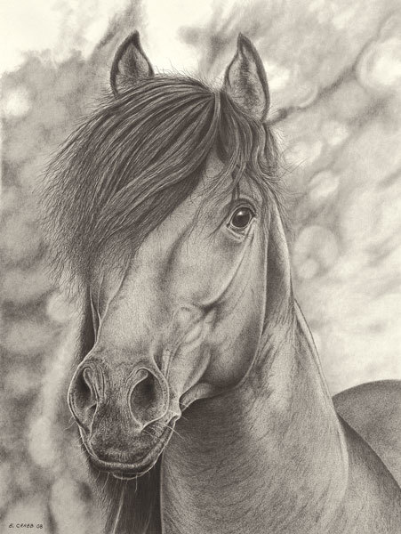 Horse portrait yhdcat