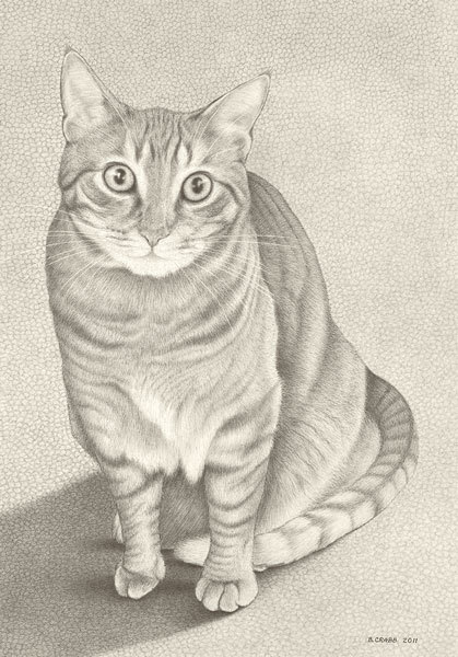 Tabby cat lomwml