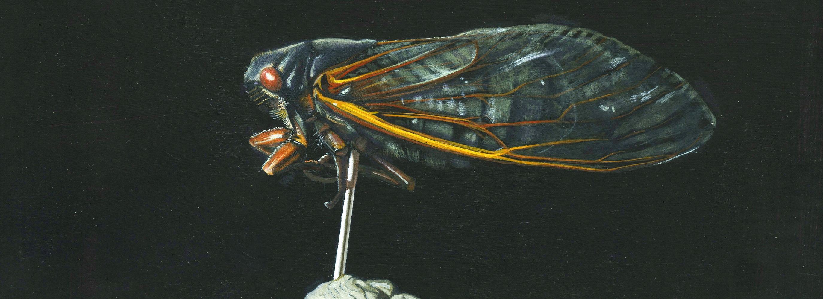 
        <div class='title'>
          Cicada-small-frmnr4
        </div>
       