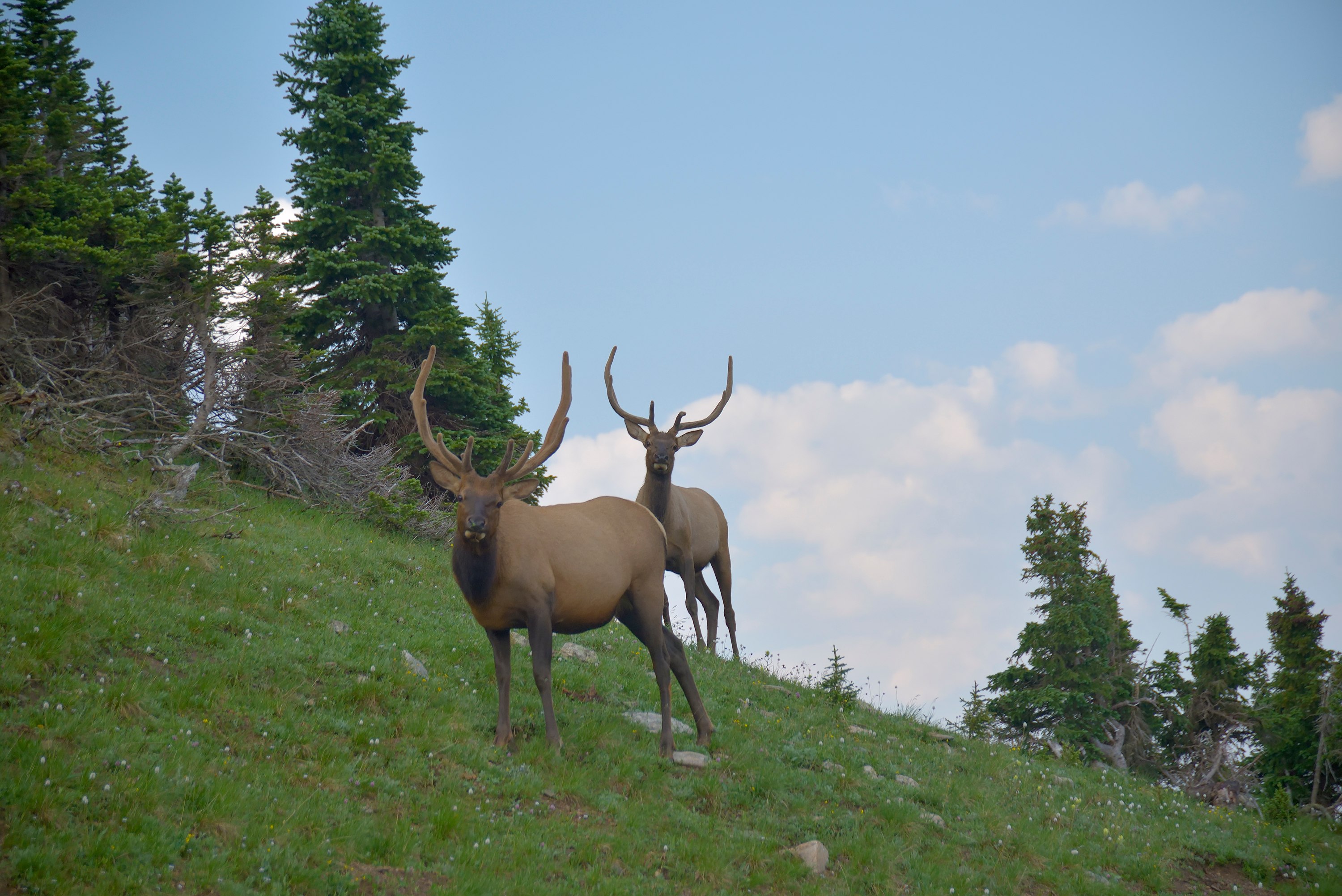 
        <div class='title'>
          Elk on the Mount Ida Trail
        </div>
       
        <div class='description'>
          Two Bull Elk look up from their breakfast along the trail
        </div>
      