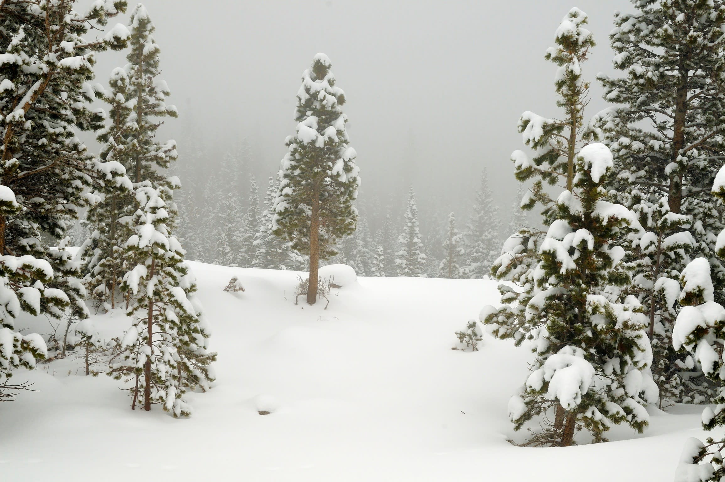 
        <div class='title'>
          Winter in the Forest
        </div>
       
        <div class='description'>
          Low clouds hang in the pine forest like a fog as a blizzard is winding down in Rocky Mountain National Park.
        </div>
      