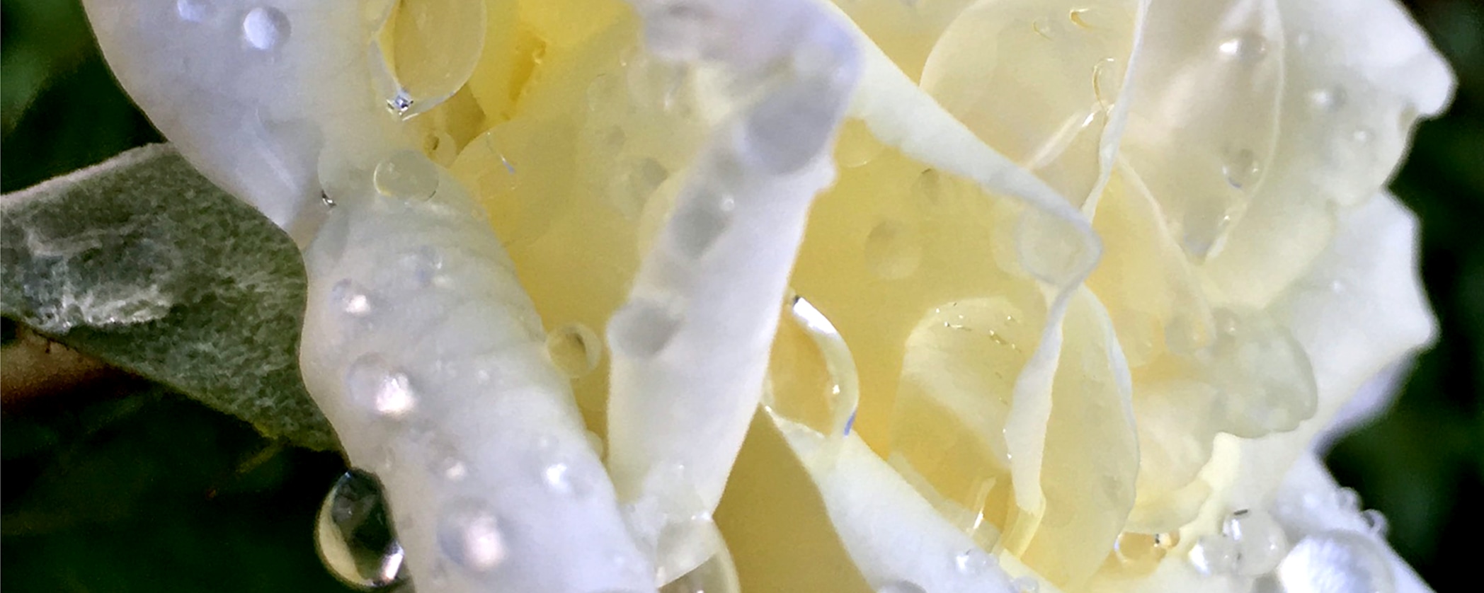 
        <div class='title'>
          glisten clip
        </div>
       