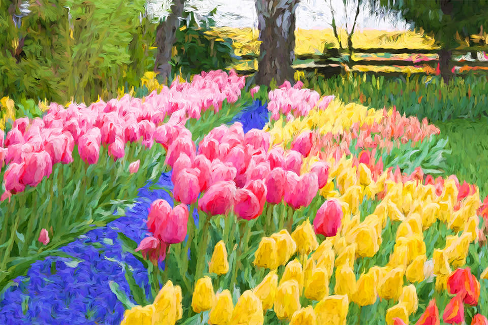 Plwalker a color run of tulips billboard image size aavejn