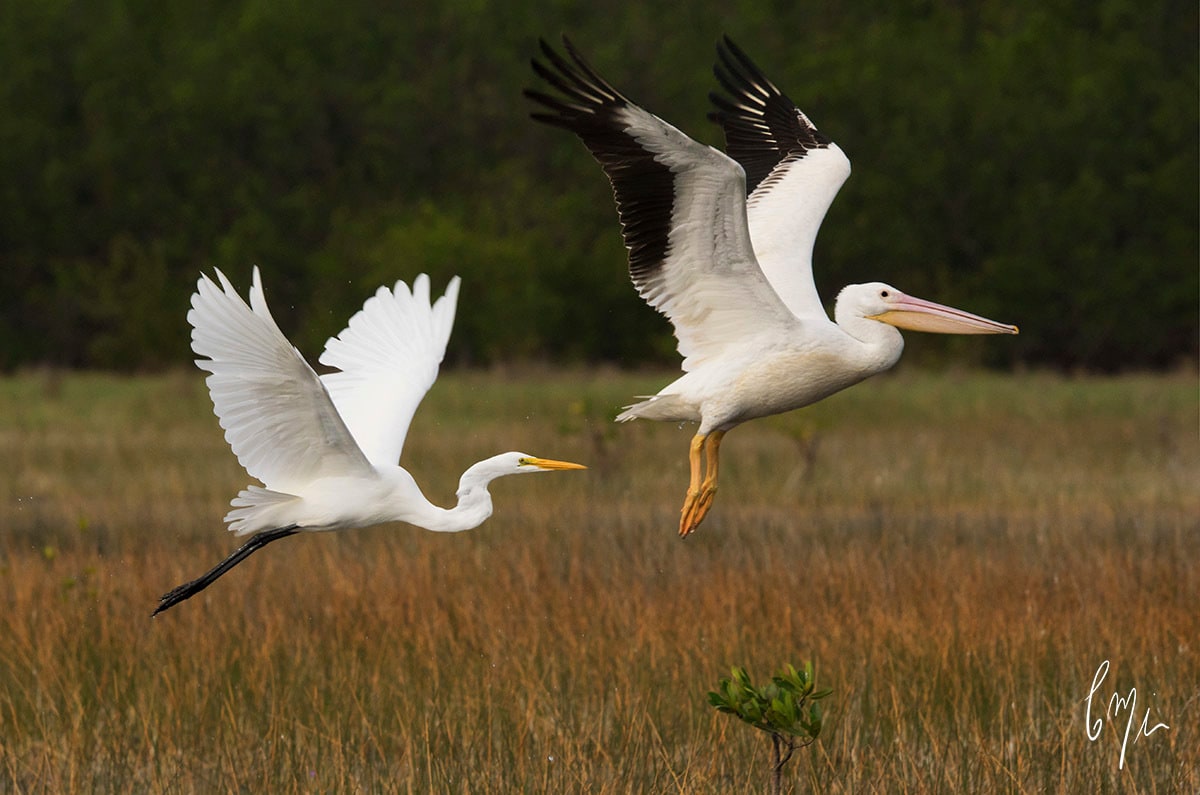 
        <div class='title'>
          Egret and Pelican
        </div>
       
        <div class='description'>
          Learn to capture sharp images of birds and other wildlife
        </div>
      