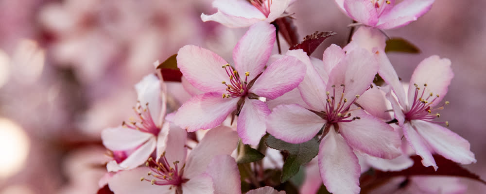 
        <div class='title'>
          billboard photo cherry blossoms
        </div>
       