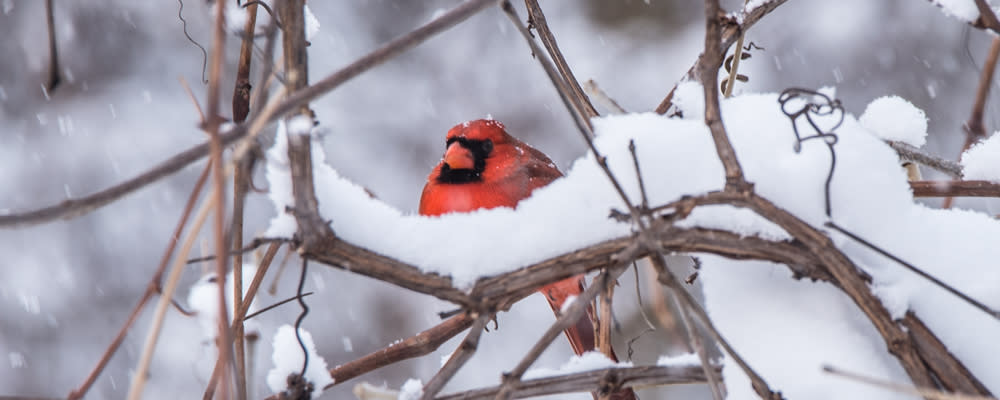 
        <div class='title'>
          billboard photo winter cardinal
        </div>
       