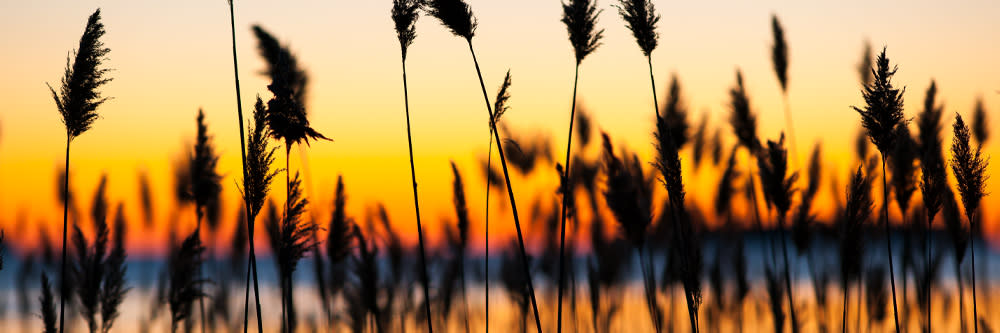 
        <div class='title'>
          Reeds at sunset
        </div>
       
